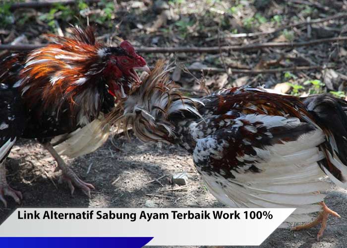 sabung ayam di Indonesia